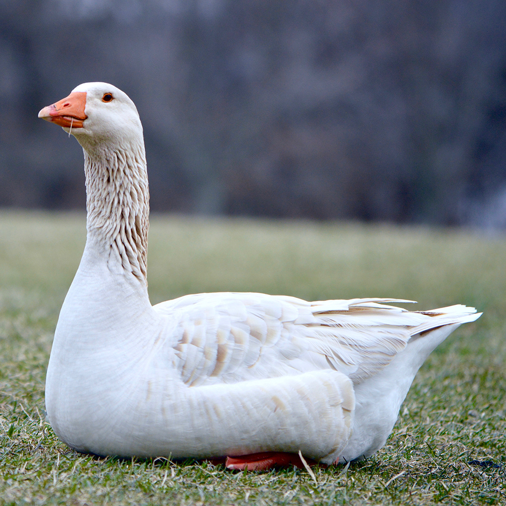 波兰白鹅（科鲁达®白鹅）