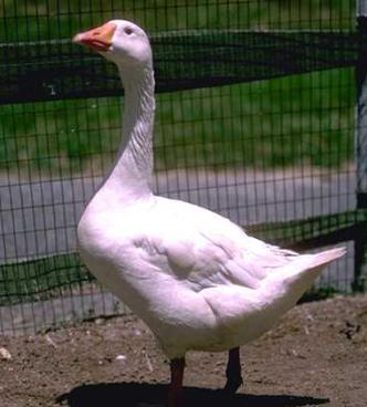 匈牙利白鹅（霍尔多巴吉®白鹅）