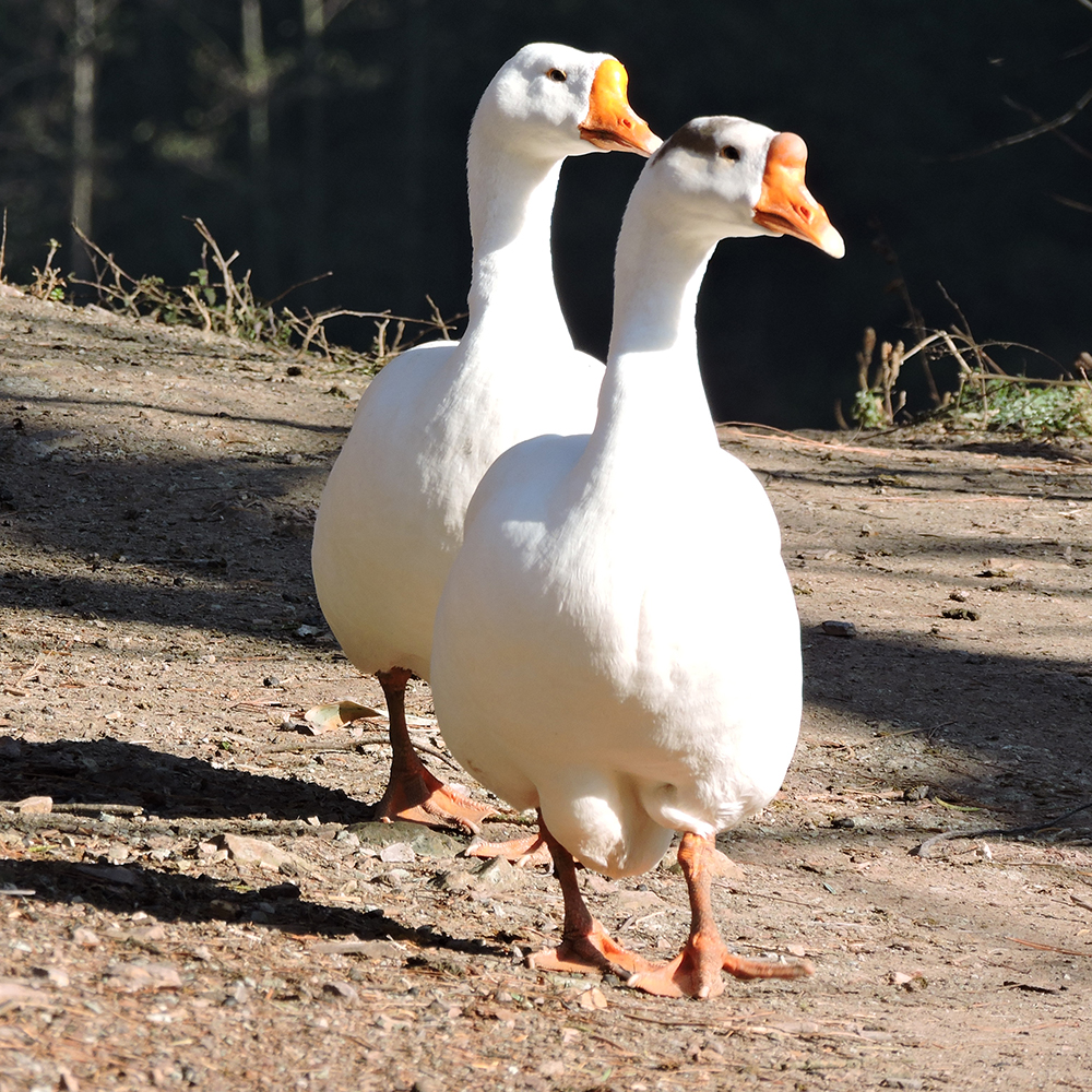 狮头®（皖西）白鹅