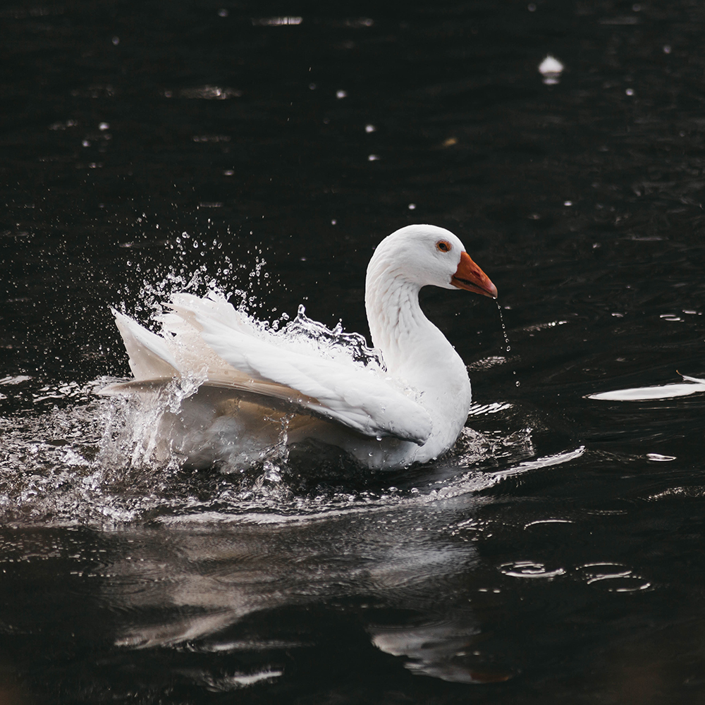 德国白鹅（埃姆登种鹅）